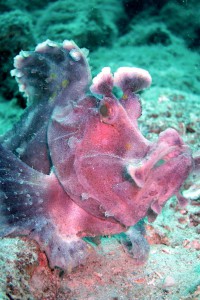 16_12_2012 Home Reef 04